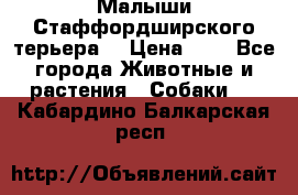 Малыши Стаффордширского терьера  › Цена ­ 1 - Все города Животные и растения » Собаки   . Кабардино-Балкарская респ.
